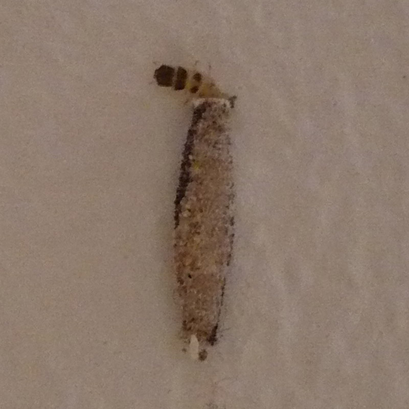 identificazione larva